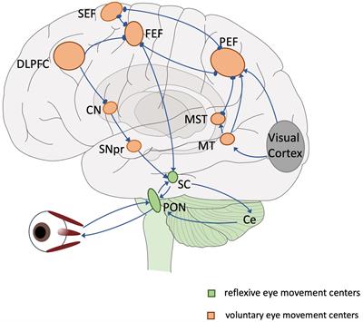 Application and progress of advanced eye movement examinations in cognitive impairment